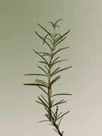 Aromatica Rosemary Scalp Scaling Shampoo – Deep-Refreshing Scalp Shampoo for Oil Control, Flake Care & Clean, Bouncy Hair