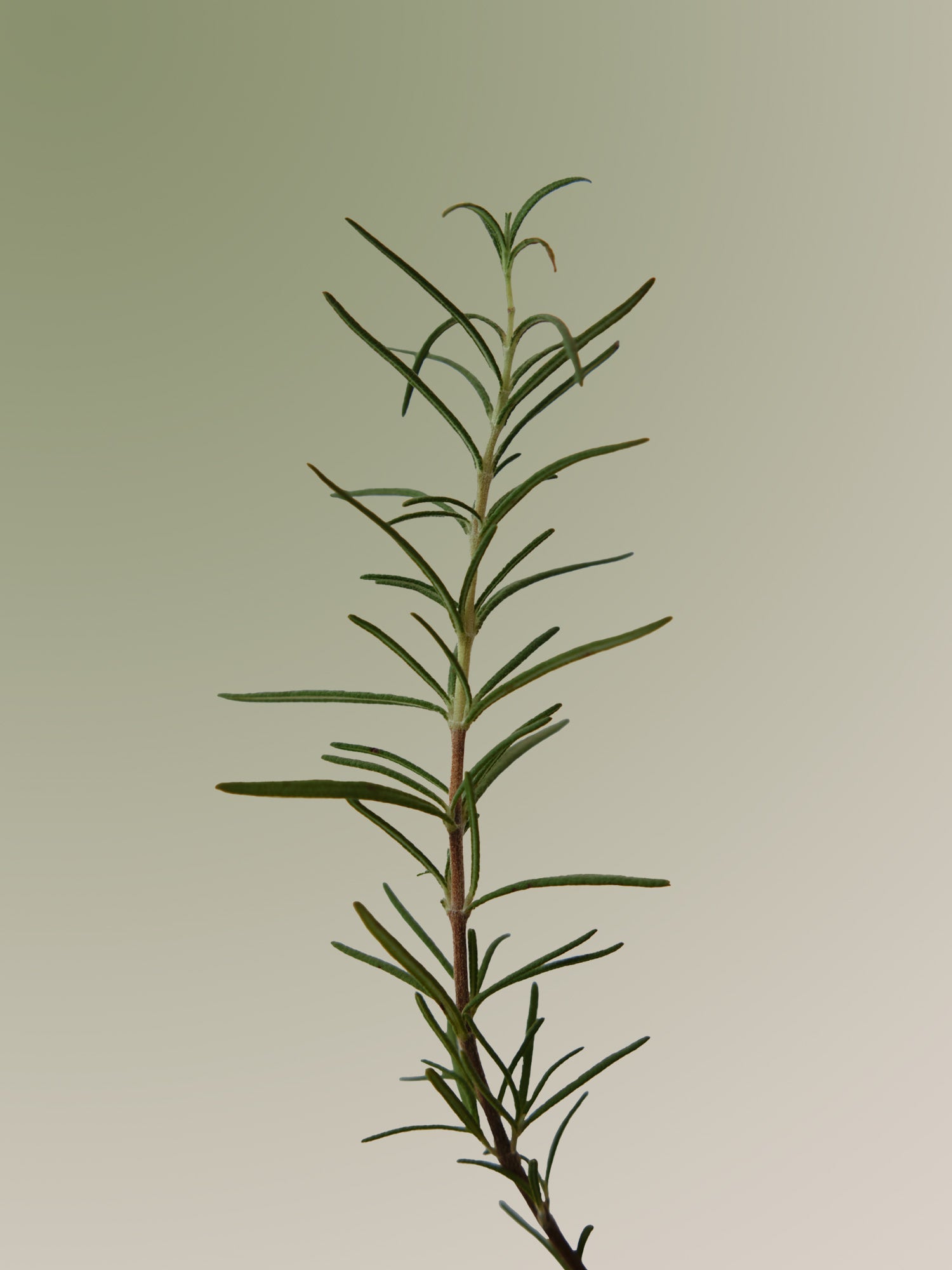 Aromatica Rosemary Scalp Scaling Shampoo – Deep-Refreshing Scalp Shampoo for Oil Control, Flake Care & Clean, Bouncy Hair